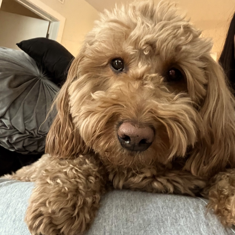 Meet your Posher, Kiki